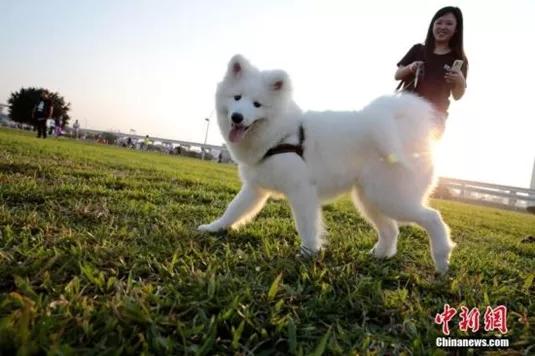 资料图:宠物狗与主人。<a target='_blank' data-cke-saved-href='http://www.chinanews.com/' href='http://www.chinanews.com/'>中新社</a>记者 张远 摄 资料图:宠物狗与主人。<a target='_blank' data-cke-saved-href='http://www.chinanews.com/' href='http://www.chinanews.com/'>中新社</a>记者 张远 摄