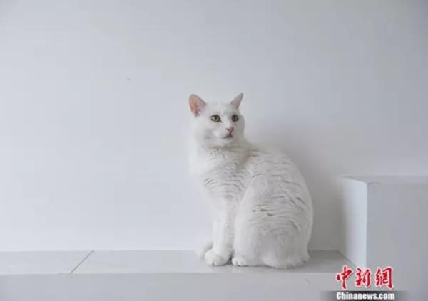 资料图:宠物猫。<a target='_blank' data-cke-saved-href='http://www.chinanews.com/' href='http://www.chinanews.com/' >中新网</a>记者 李霈韵 摄 资料图:宠物猫。<a target='_blank' data-cke-saved-href='http://www.chinanews.com/' href='http://www.chinanews.com/' >中新网</a>记者 李霈韵 摄