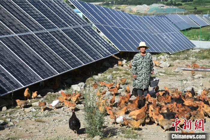 2020年7月7日,积石山县刘集乡肖家村村民在光伏电站内养鸡。(资料图)杨艳敏 摄 2020年7月7日,积石山县刘集乡肖家村村民在光伏电站内养鸡。(资料图)杨艳敏 摄