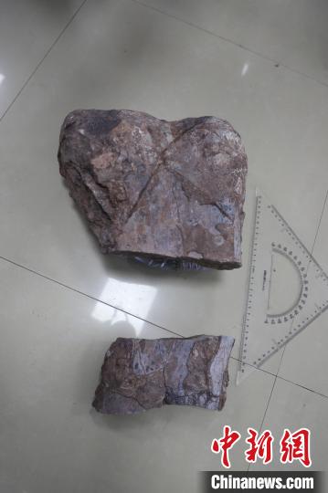 图为恐龙化石 刘芳 摄 图为恐龙化石 刘芳 摄