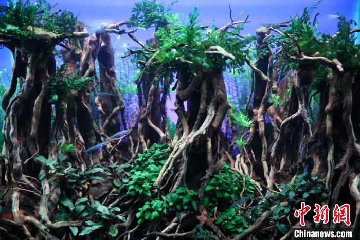 展缸以粗犷的造景布局,搭配多种水草呈现。 泱波 摄 展缸以粗犷的造景布局,搭配多种水草呈现。 泱波 摄