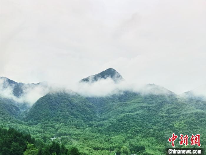 麦积山石窟周边云雾缭绕。 张婧 摄 麦积山石窟周边云雾缭绕。 张婧 摄