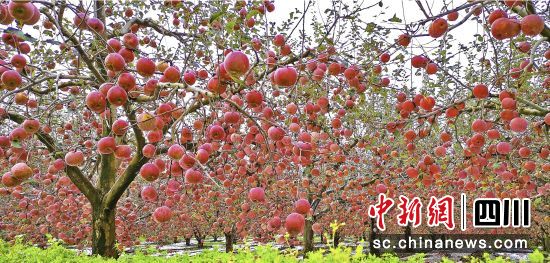 盐源县已成为全国高原地区苹果第一大县。郭建良摄 盐源县已成为全国高原地区苹果第一大县。郭建良摄