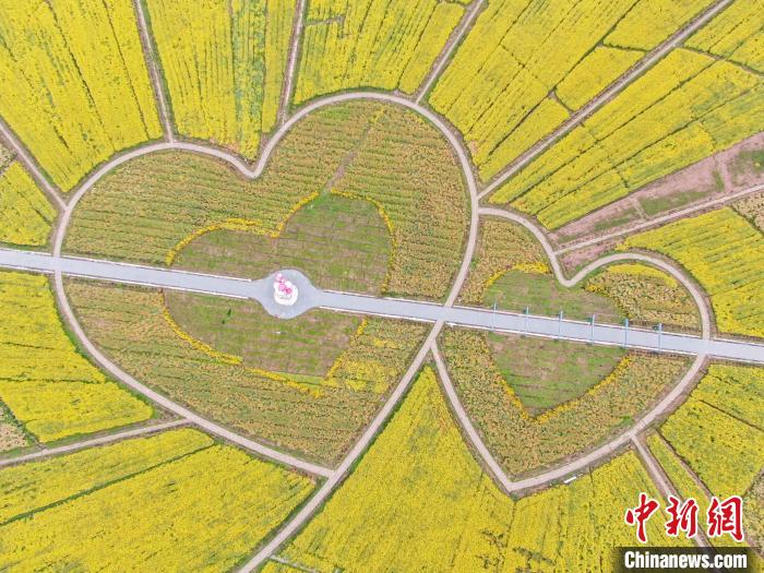 图为数百亩金色油菜花盛开,花海中的“爱心”图案。 刘力鑫 摄 图为数百亩金色油菜花盛开,花海中的“爱心”图案。 刘力鑫 摄
