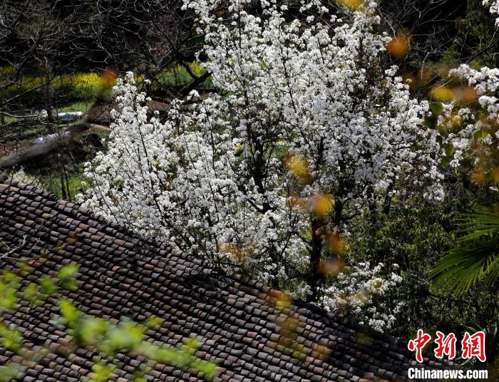 百年梨树花开。 张天明 摄 百年梨树花开。 张天明 摄