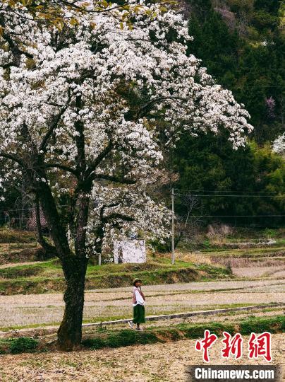 游人赏梨花。 马娟 摄 游人赏梨花。 马娟 摄