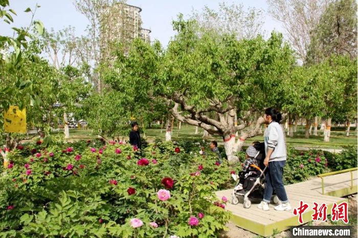 梨香园牡丹花娇艳绽放,吸引市民游园赏花。 马丽娟 摄 梨香园牡丹花娇艳绽放,吸引市民游园赏花。 马丽娟 摄
