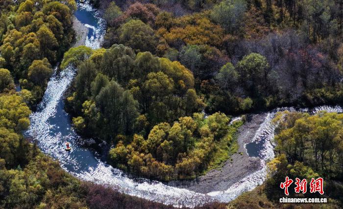 中国侨网金秋时节,内蒙古自治区兴安盟阿尔山市漫山遍野的林木褪去翠绿,开启了层层叠叠的色彩更迭。成片的兴安落叶松悄悄染上温柔的暖金;素雅的白桦树上细碎的金叶簌簌飘落;不冻河穿梭在错落交织在青黄之间,鲜活又灵动。阿尔山地处大兴安岭西南山麓,全年无霜期95天左右。这里是国内最早入秋的地区之一,每年9月中旬至10月初是彩林盛景最佳观赏期,约20天。图为莫尔根河穿过秋天的原始密林。中新社记者 张玮 摄
